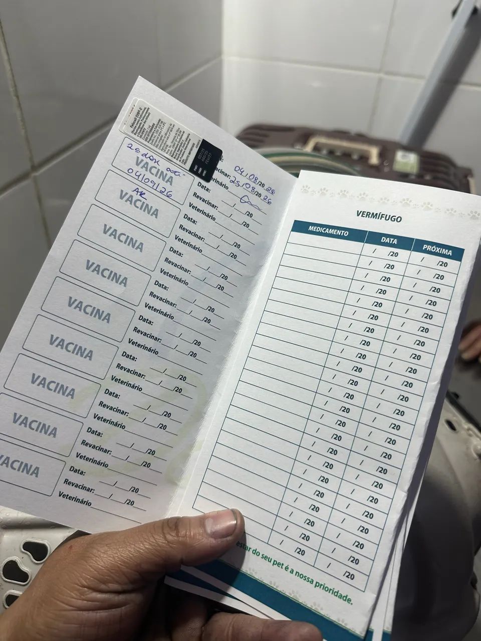 GATA PERSA HIMALAIA VASCINADA SOU DE FERRAZ ZL  - Foto 6