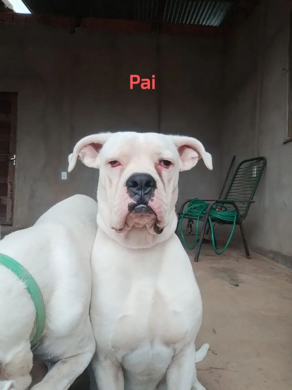 Filhote de box com Bulldog americano  - Foto 4