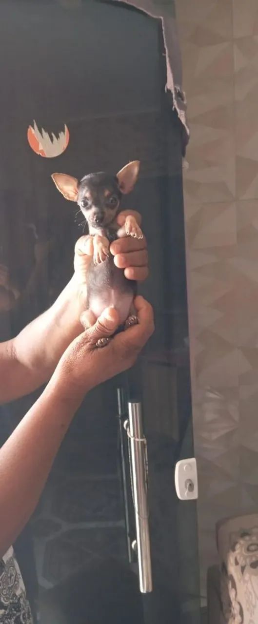 Vendo pinscher macho  - Foto 2