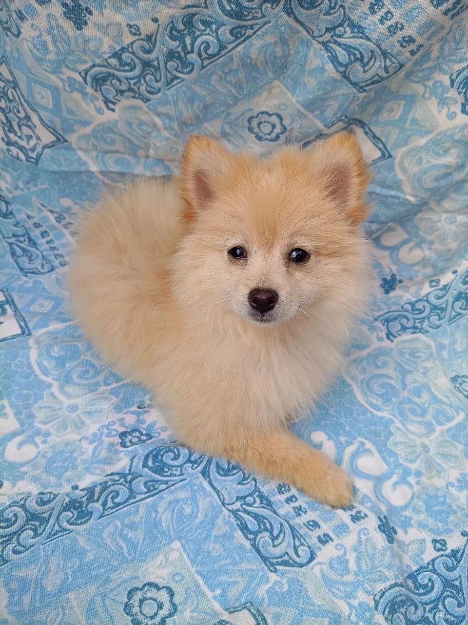 cachorro - Foto 4
