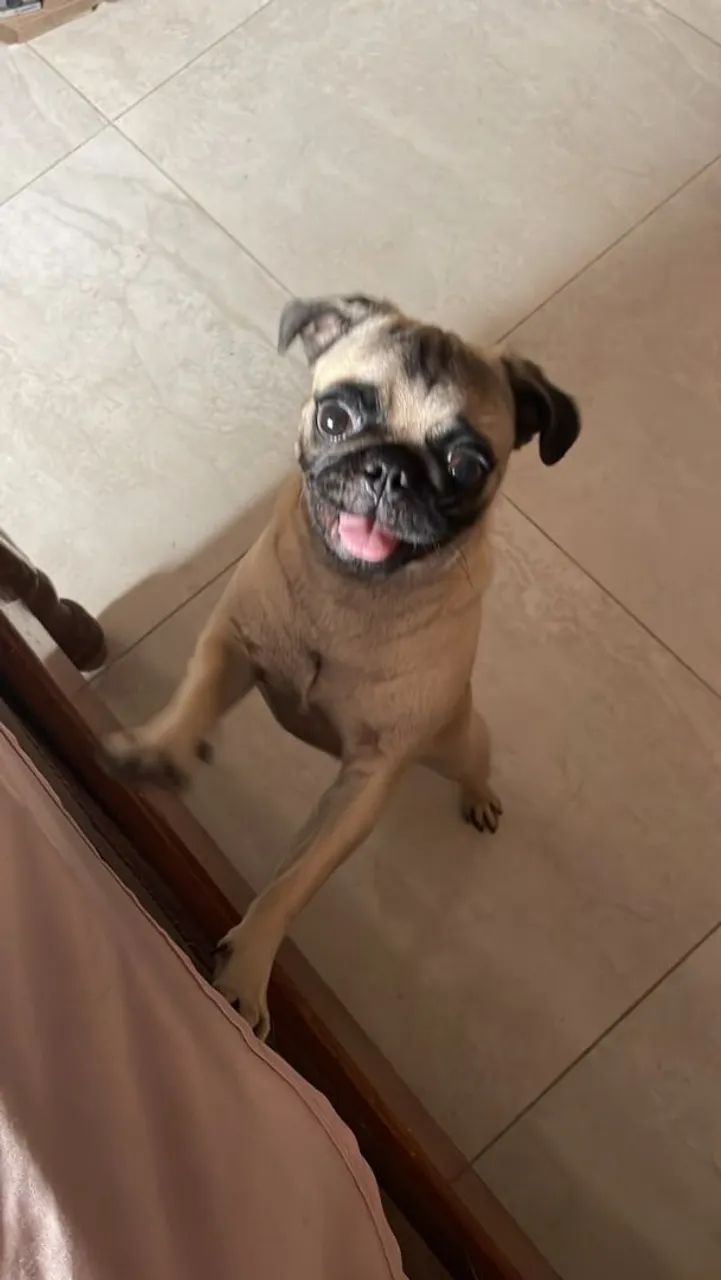 Pug - Foto 4