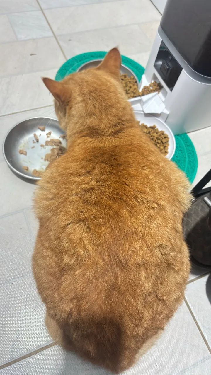 Gato - Foto 5