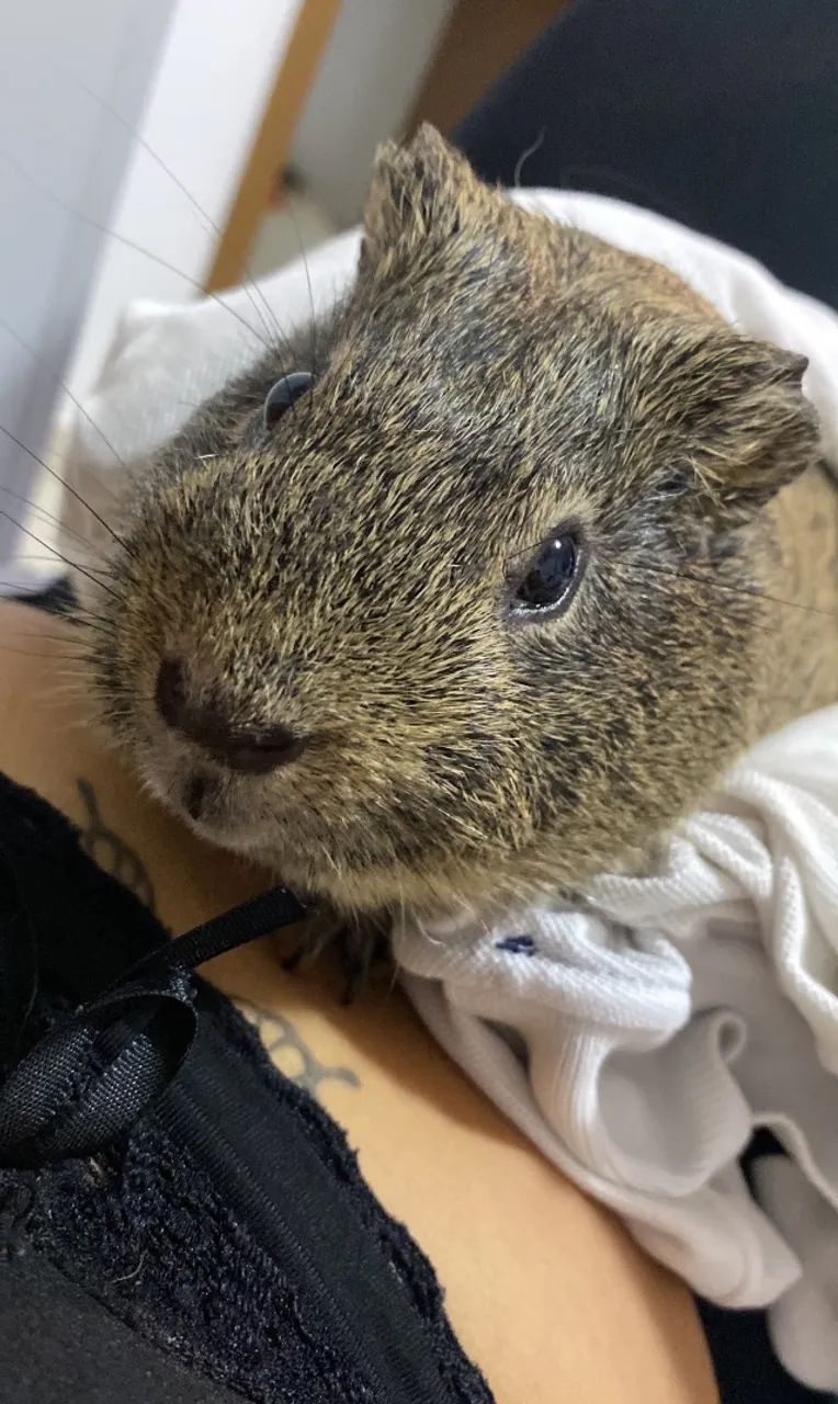 Doa-se porquinho da índia  - Foto 3