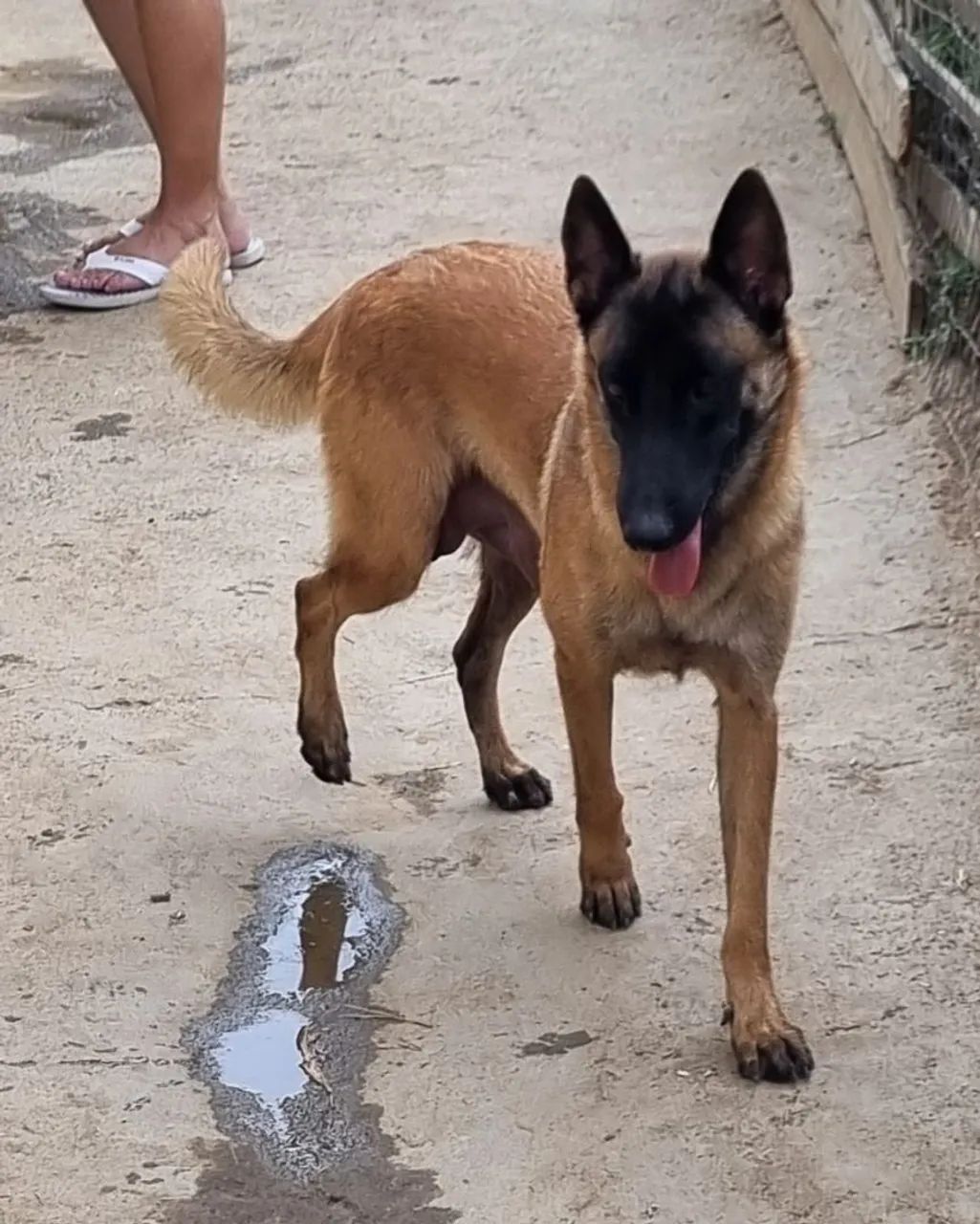 Pastor Malinois  - Foto 5