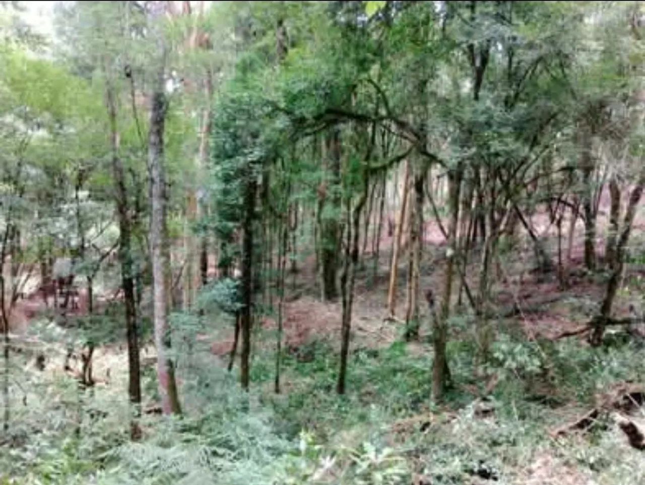 Vendo terreno para formar chácara, entrada mais parcelas - Foto 5