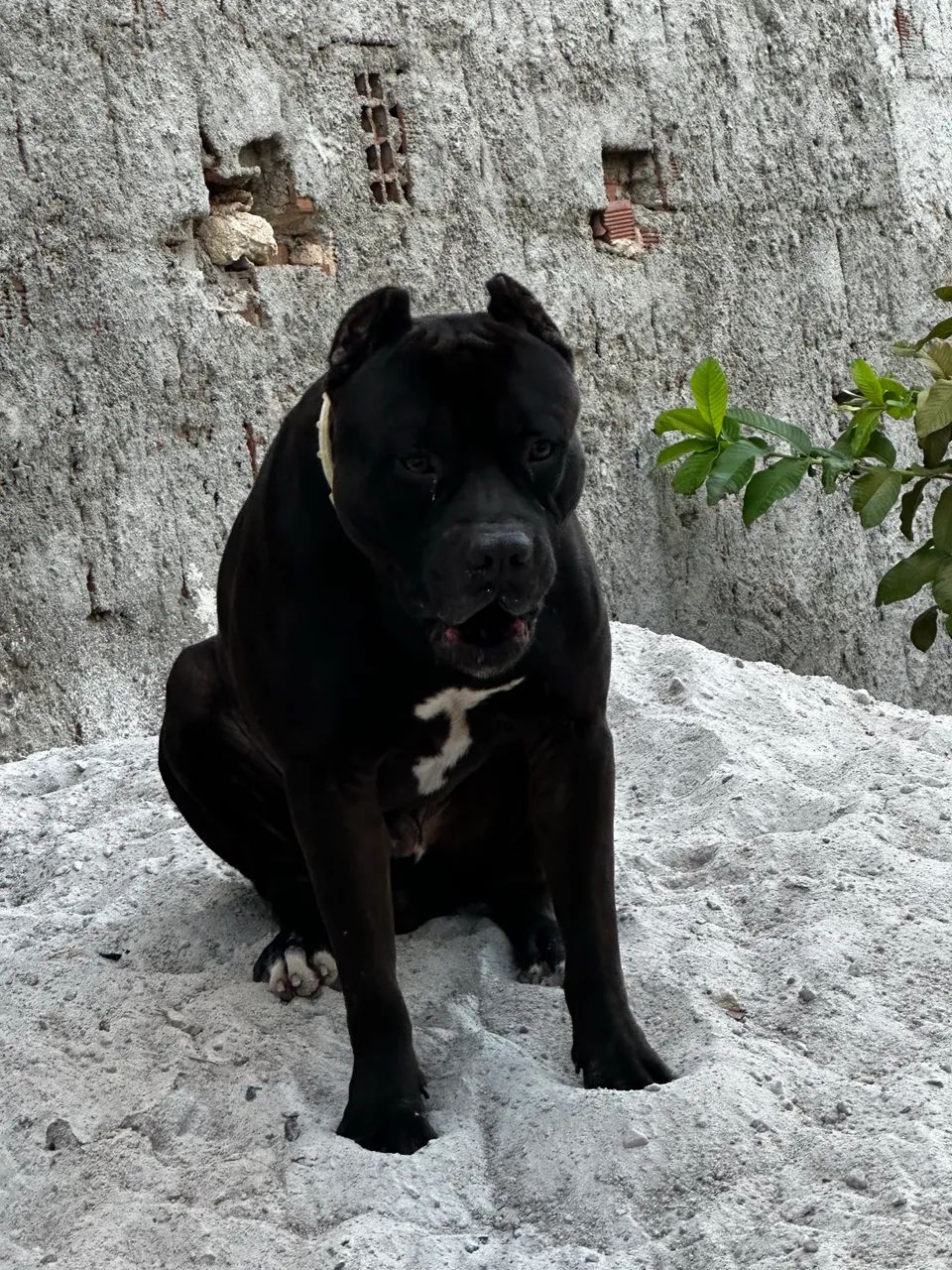 Pitbull x pitmonster  - Foto 2