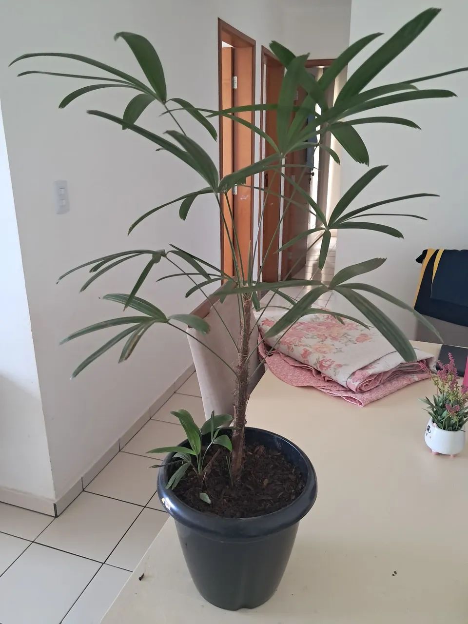 Planta