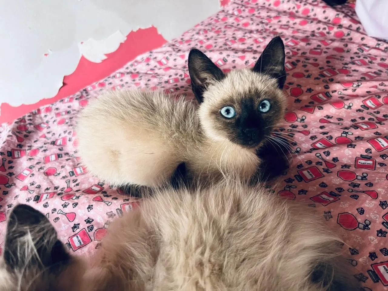 Doação de lindos gatinhos. - Foto 2