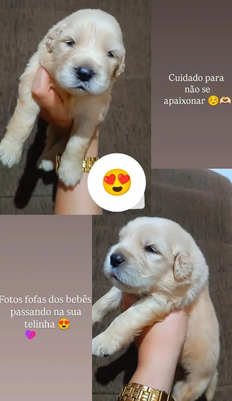 Golden Retriever  - Foto 3