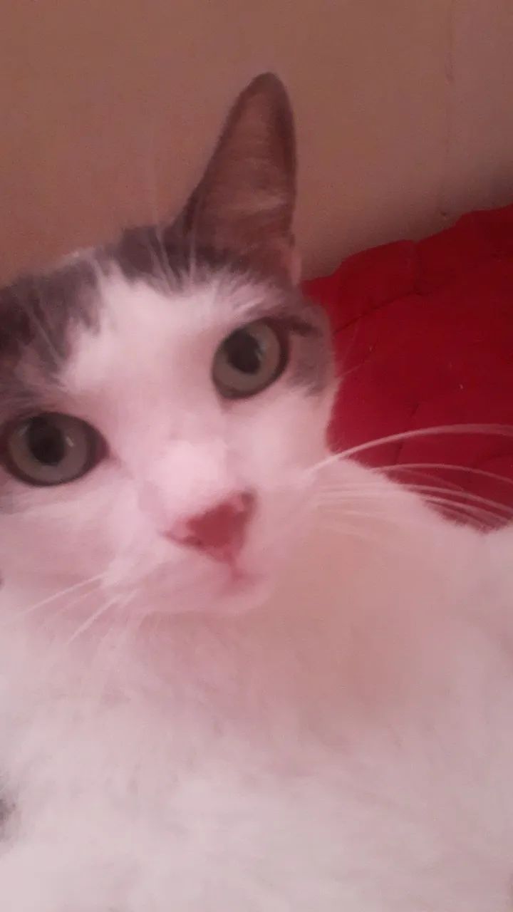 Doação responsável de gata adulta - Foto 3