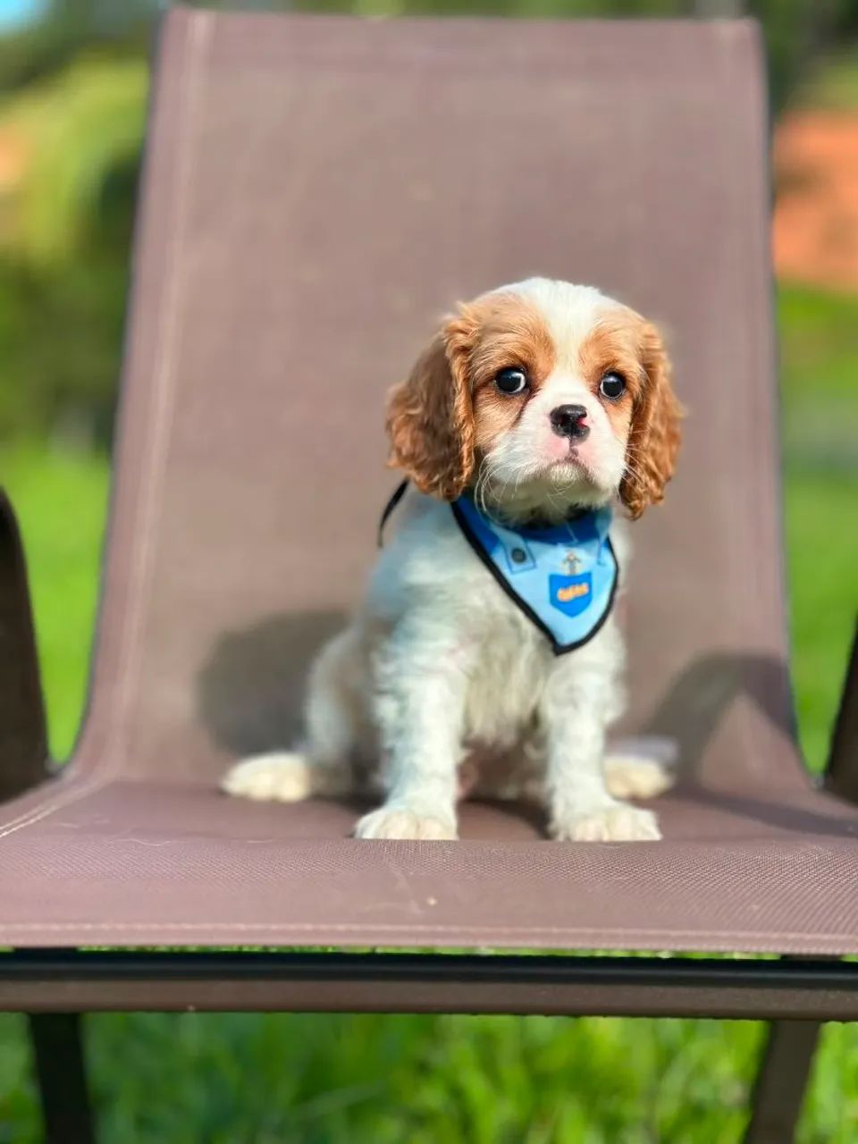 CAVALIER KING CHARLES SPANIEL ALTO PADRÃO!! - Foto 2