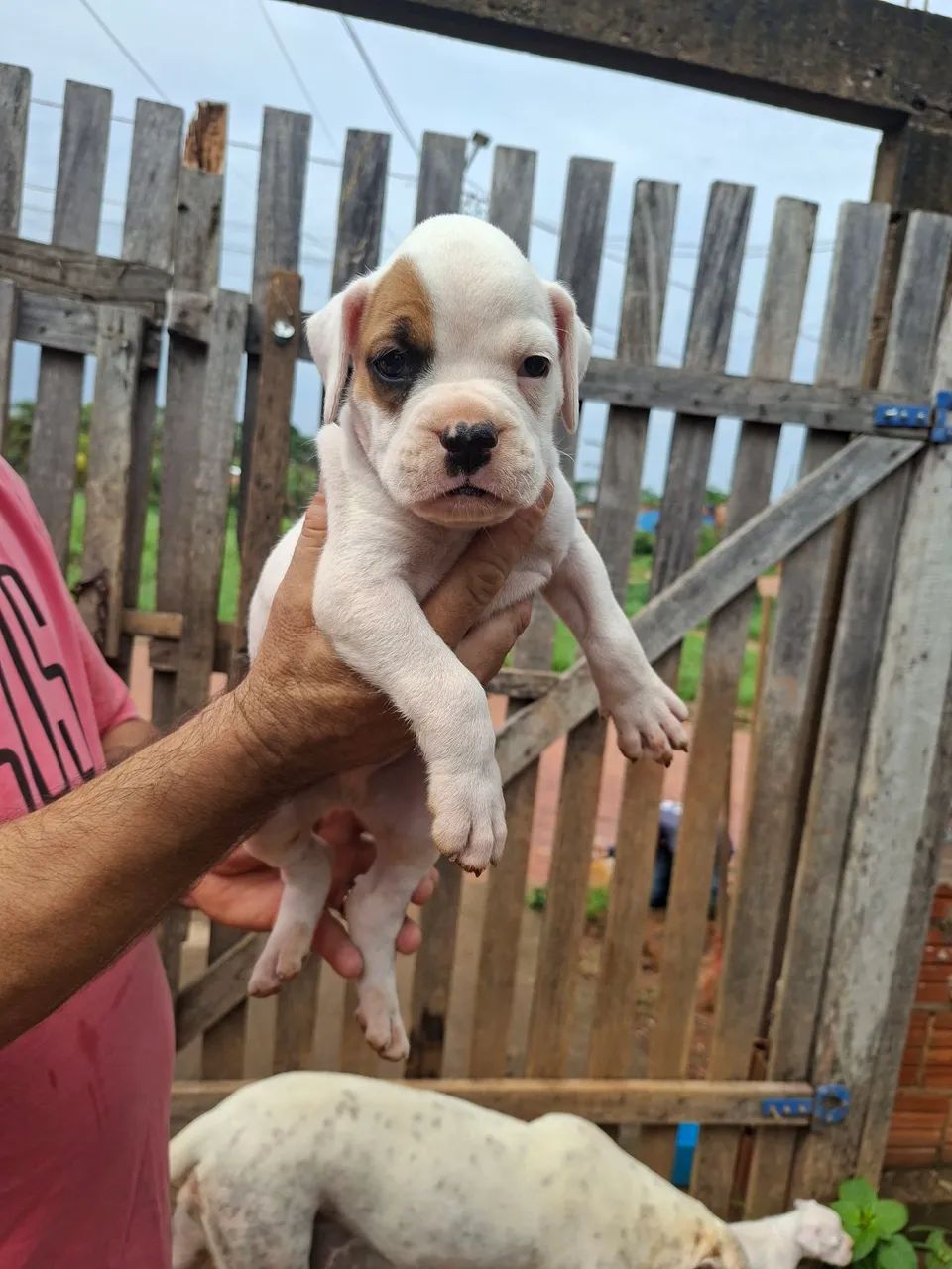 Filhotes de Boxer  - Foto 2