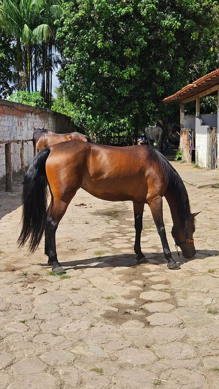 Égua 7 anos | Tambor | Iniciante - Foto 2