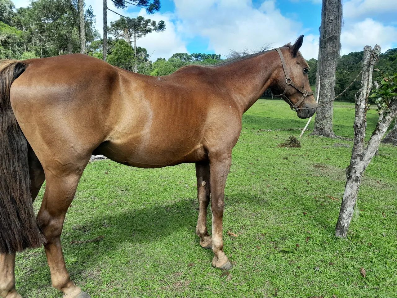 Cavalo quarto de milha 