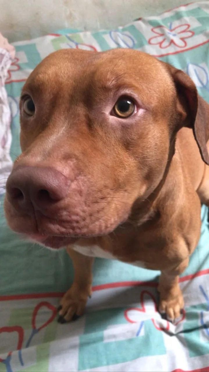 Pitbull para adoção  - Foto 2