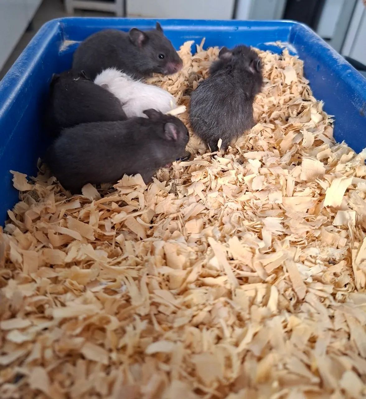 Hamster sírio  - Foto 6