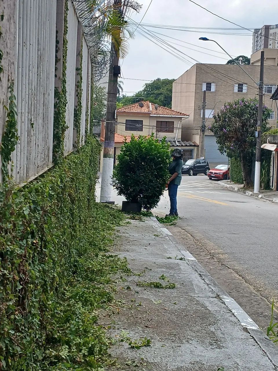 Podas de palmeiras  - Foto 2