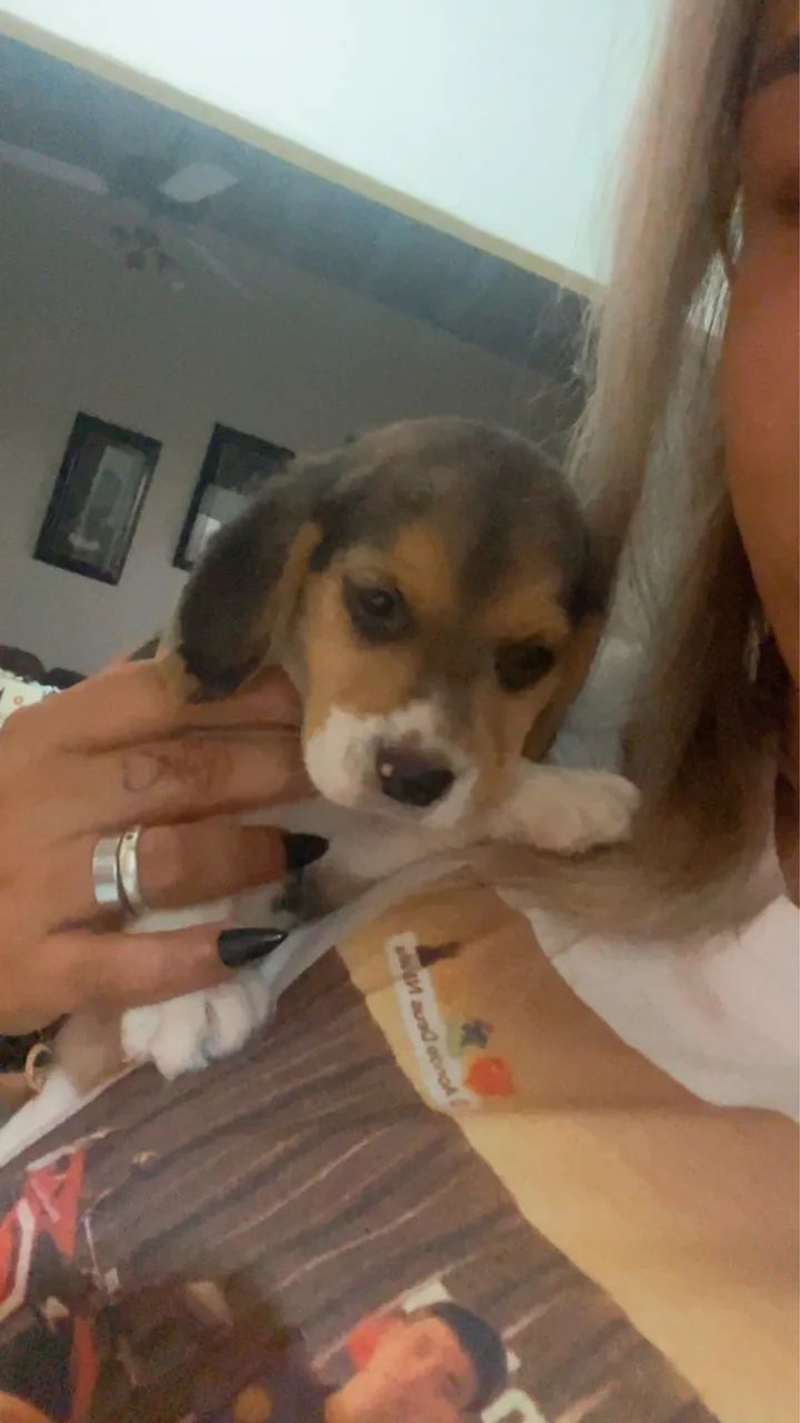 Beagle  - Foto 2