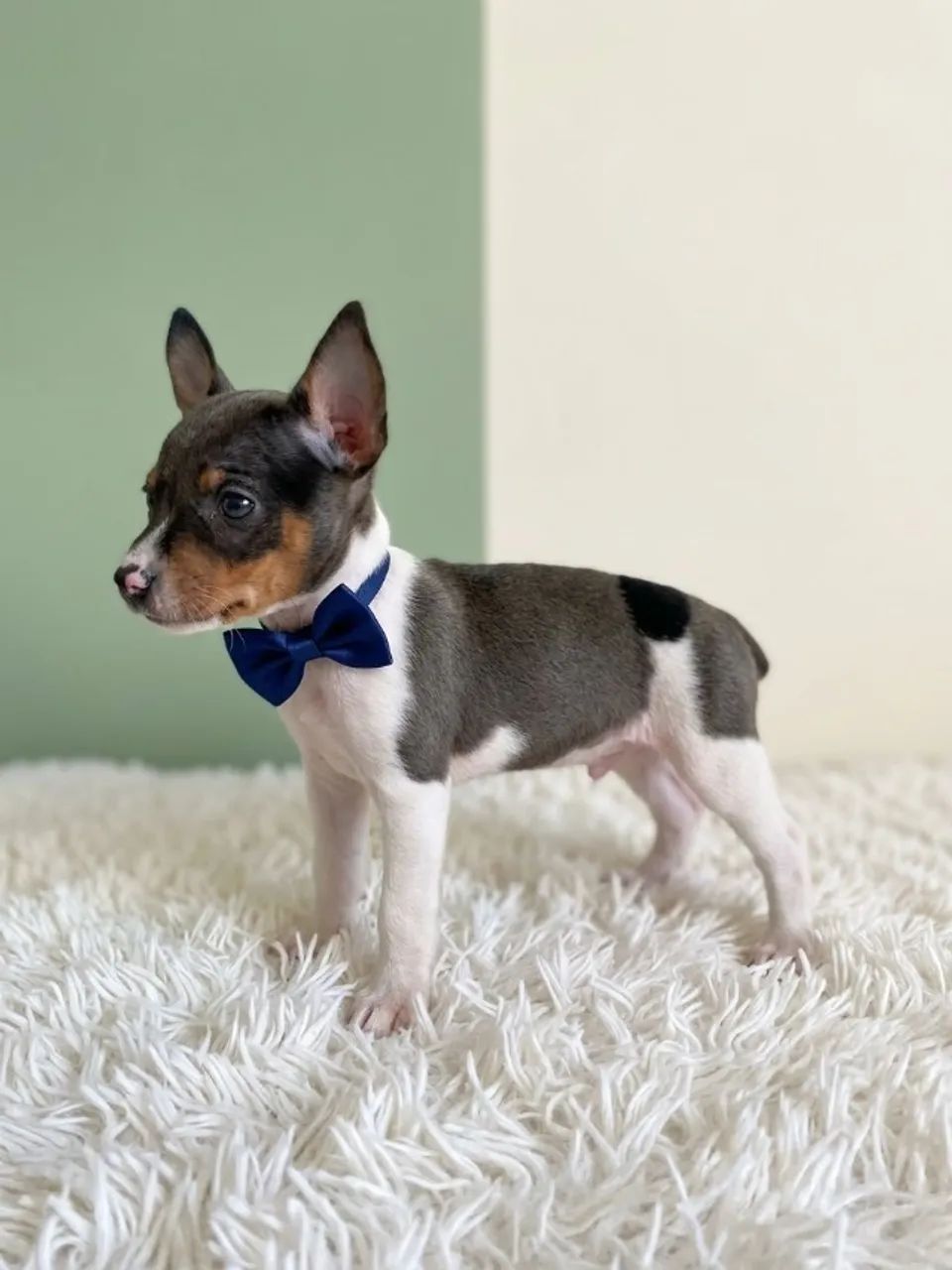 Pinscher Macho Elegante