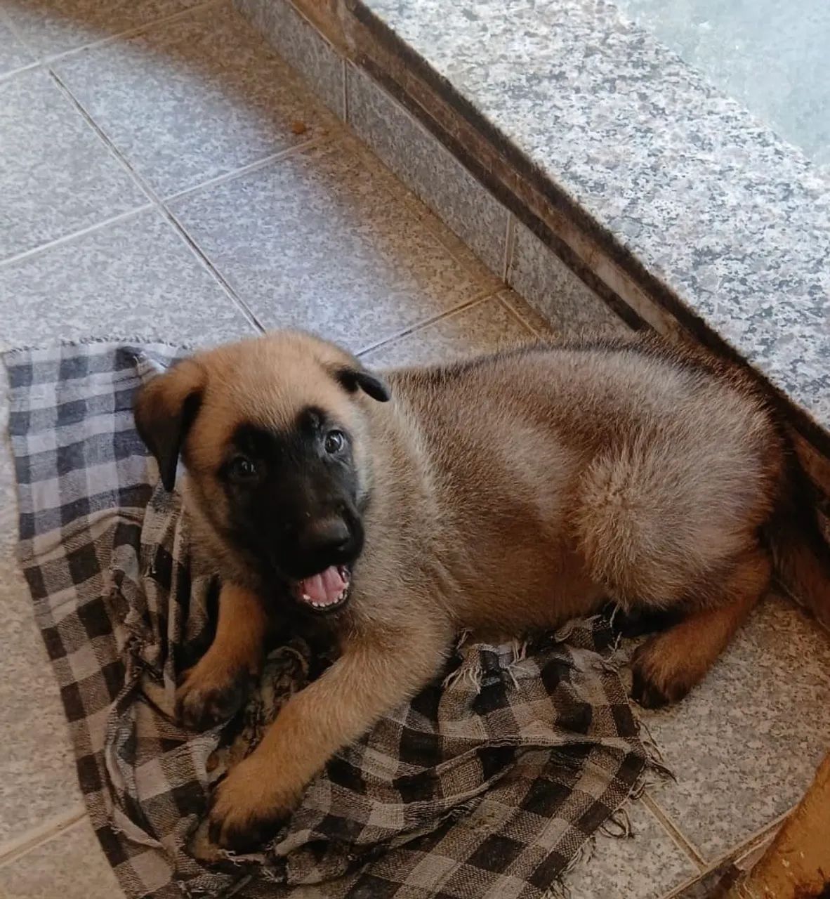 Pets - Foto 2