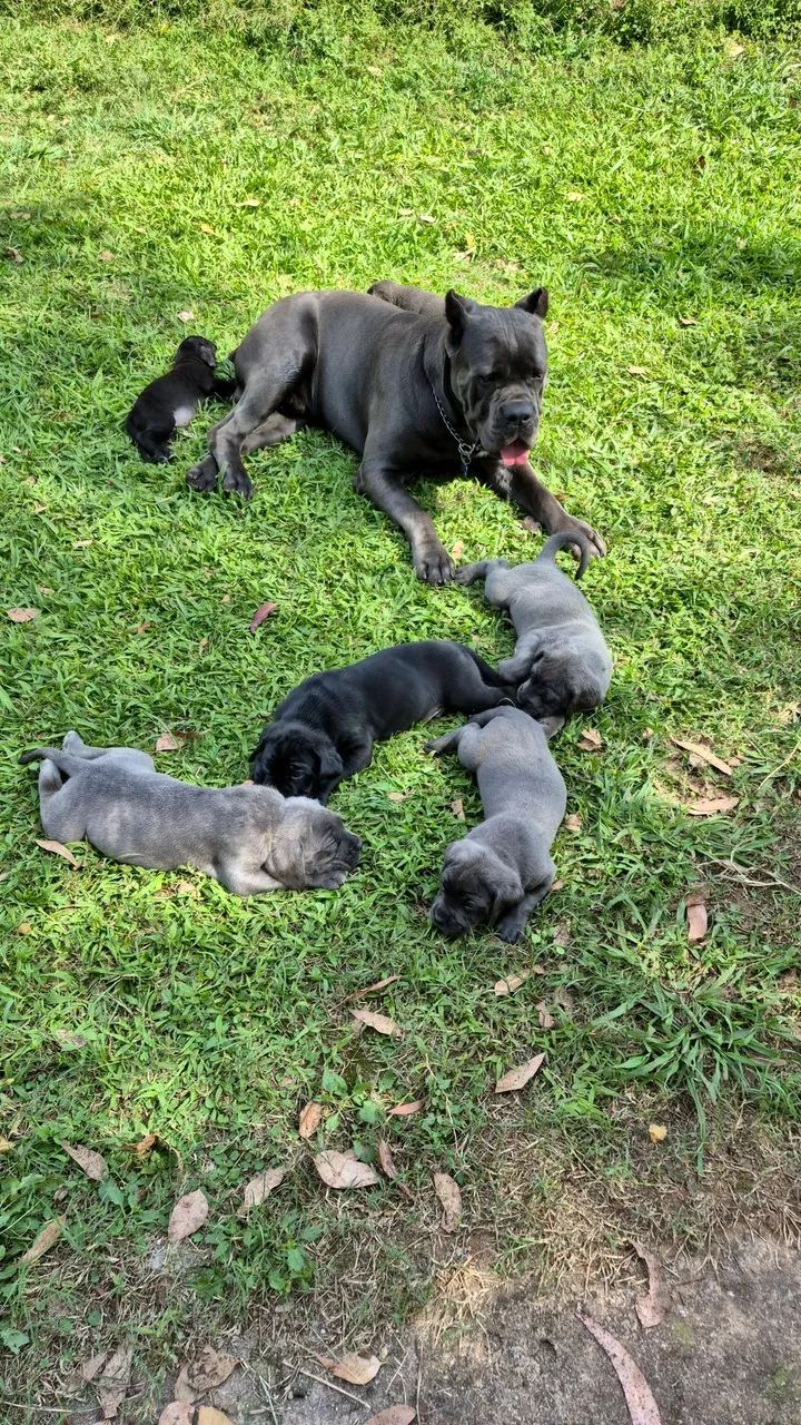 Filhotes de cane corso