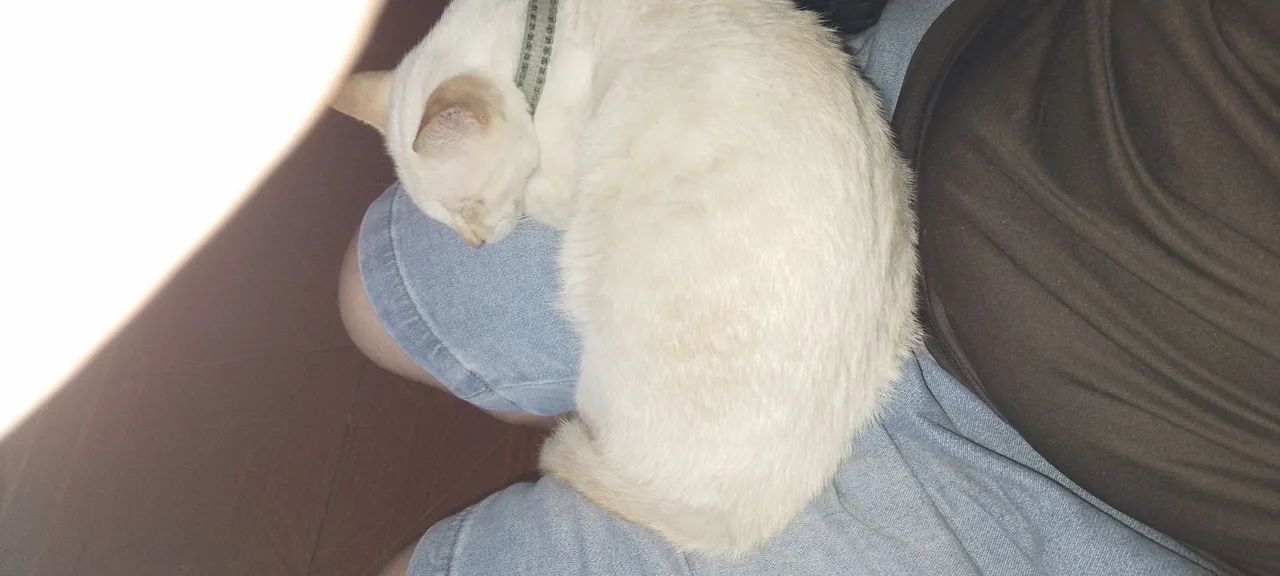 DOAÇÃO GATO - Foto 4