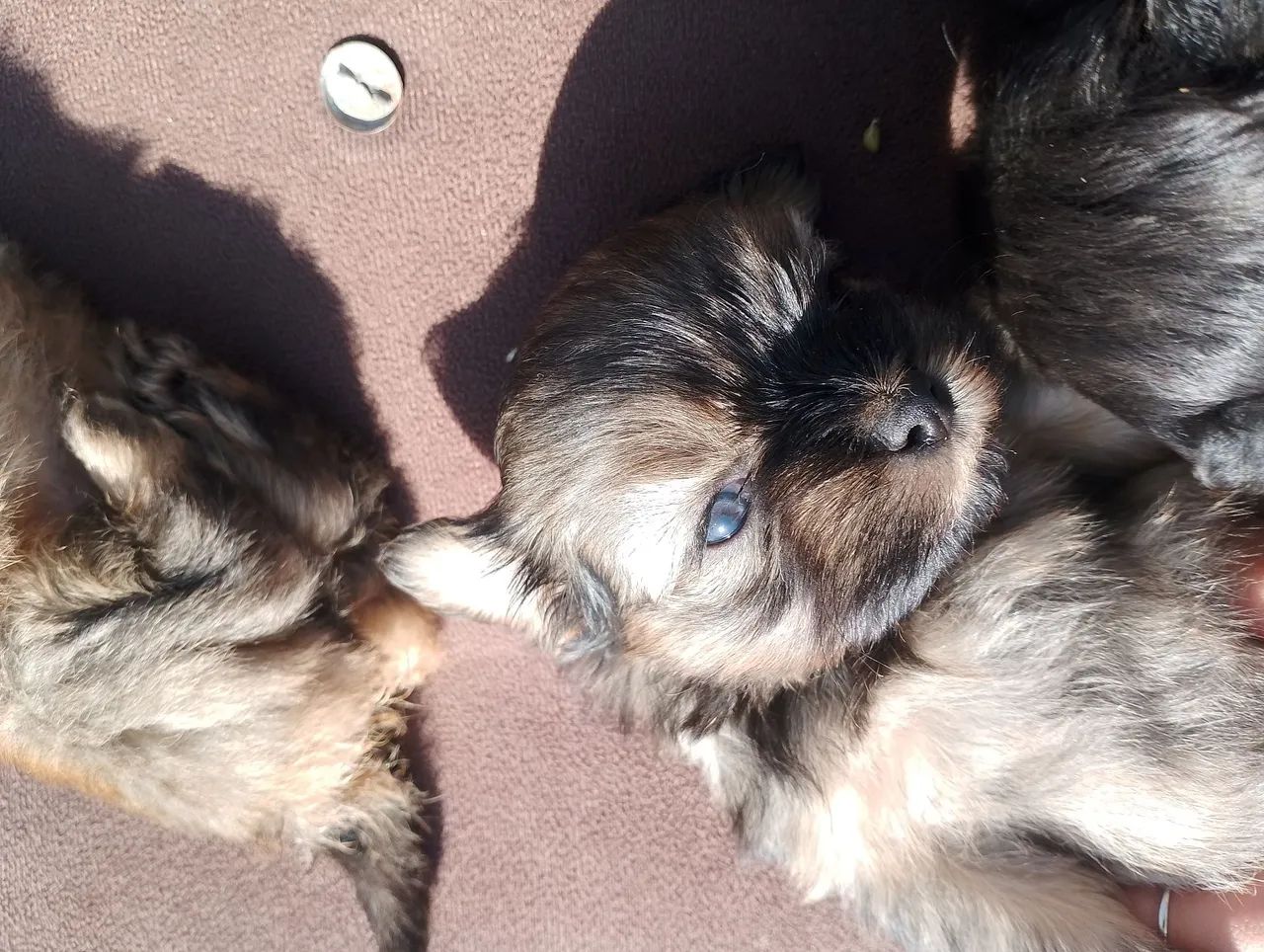Lhasa Apso  - Foto 2