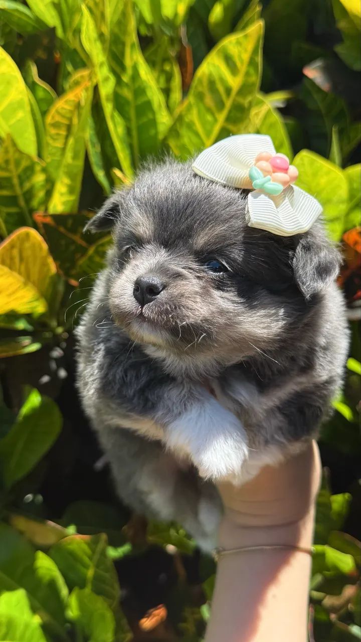 Chihuahua Fêmea Tricolor Blue Pelo longo - Foto 4