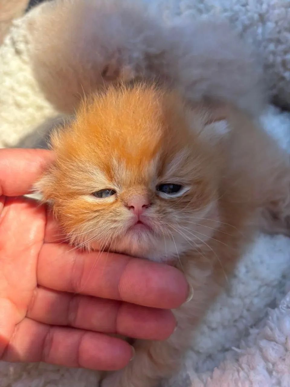 Gatinho persa  - Foto 3