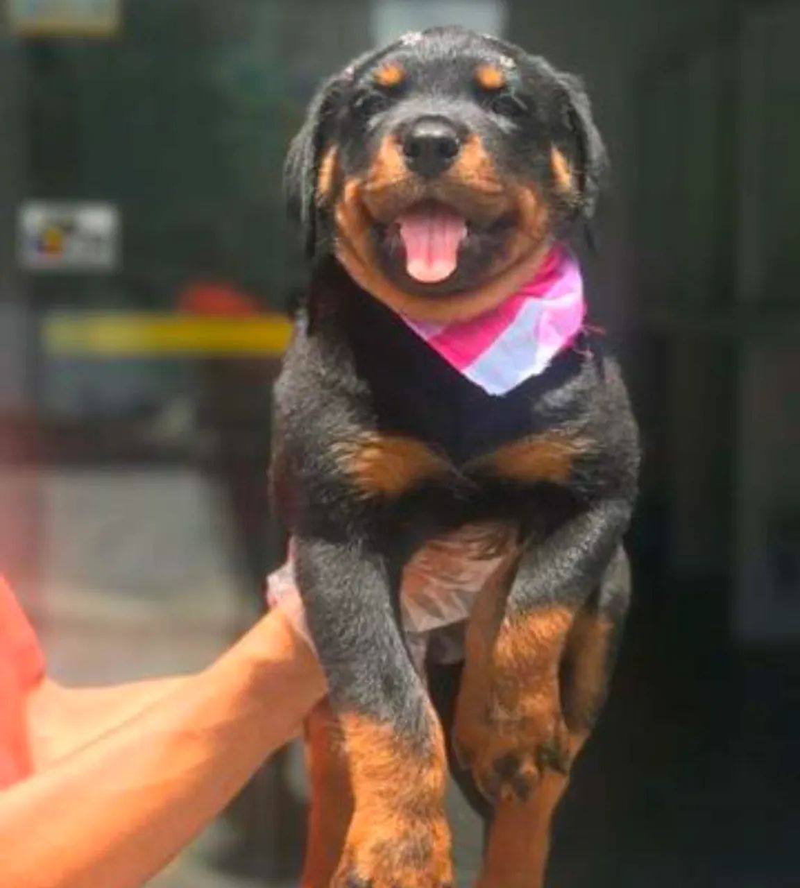 Rotweiler Cabeça de Touro
