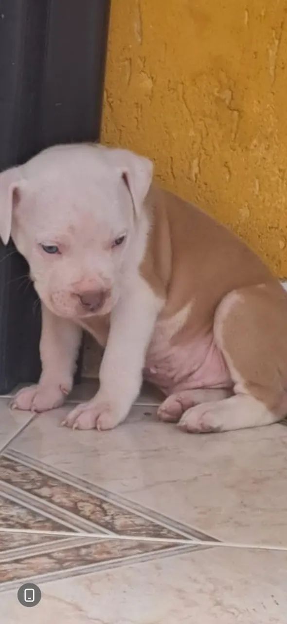 Cachorro - Foto 3
