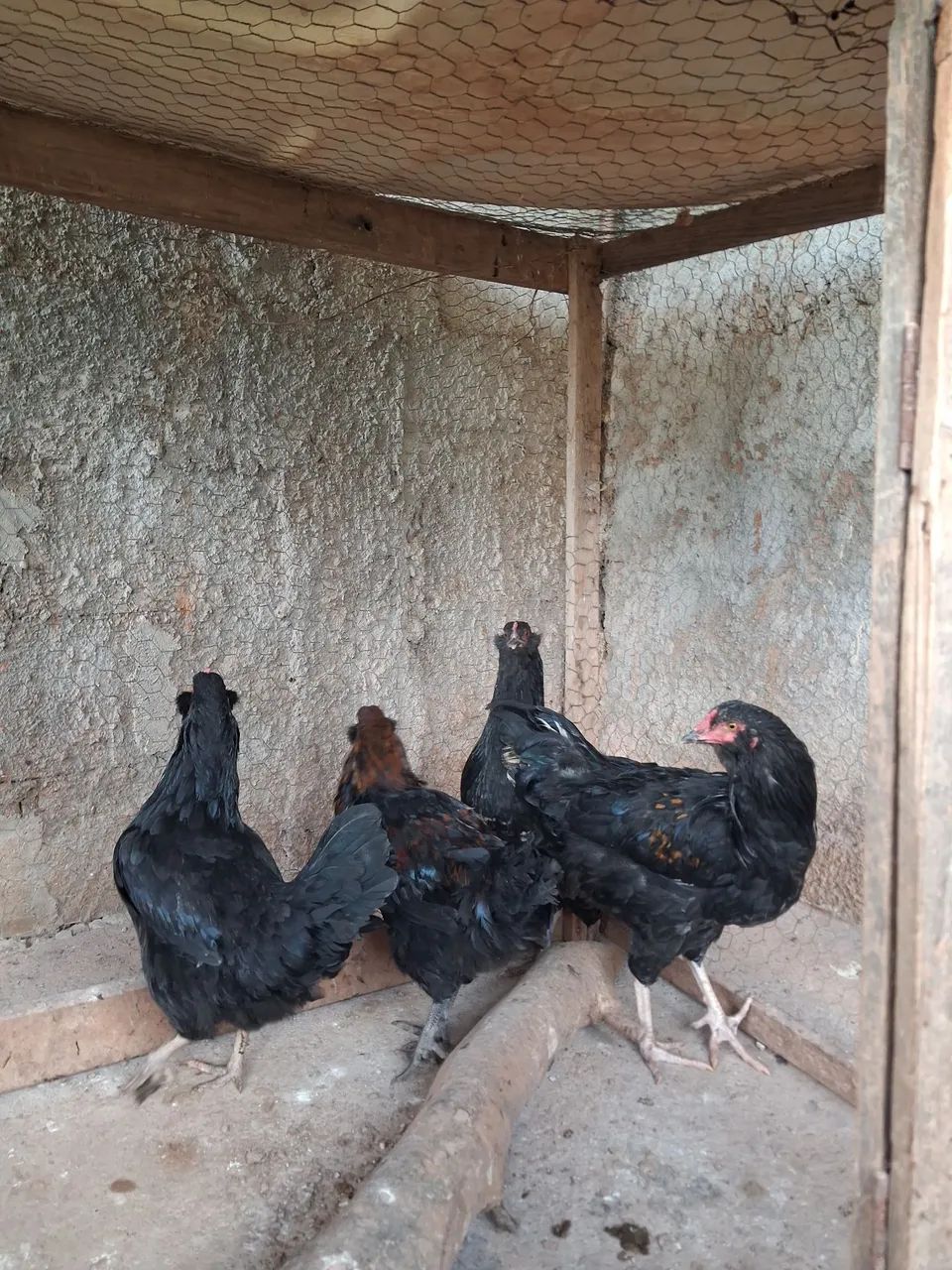 Lindas aves cruzamento de Ameraucana com Marans!  - Foto 2