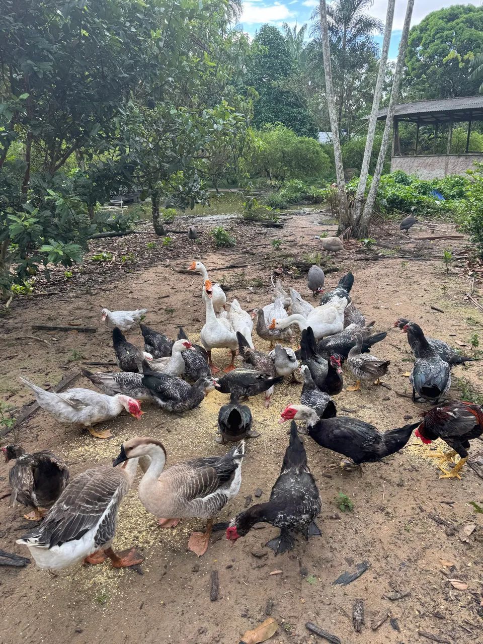Vendo patos lindo d saudável  - Foto 2