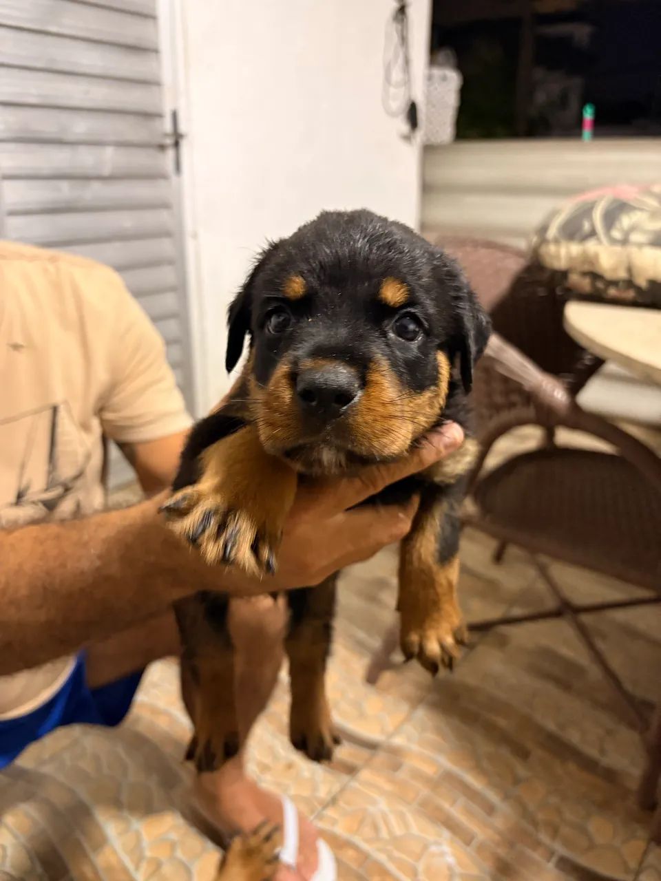 Rottweiler - Foto 4