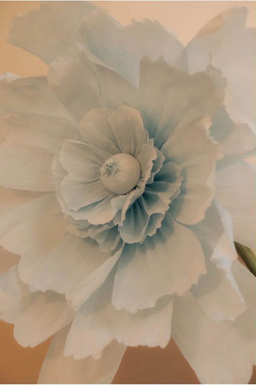 Flores Gigantes - Foto 2