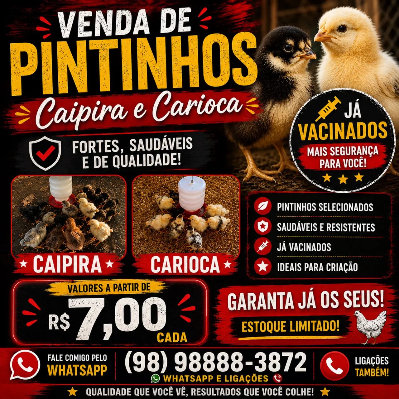 VENDA DE PINTA PINTAINHAS :  CAIPIRA E CARIOCA 