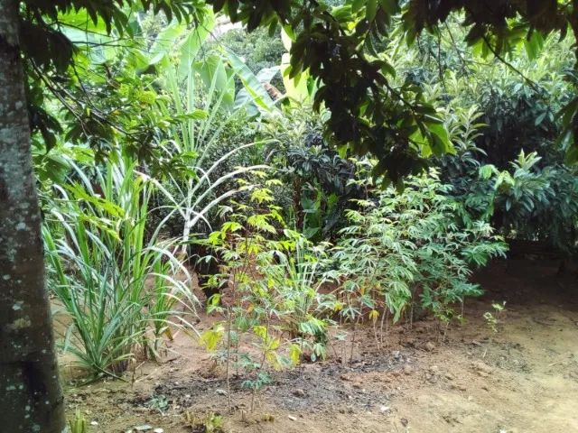 Chácara 1.330 m2 - Foto 5