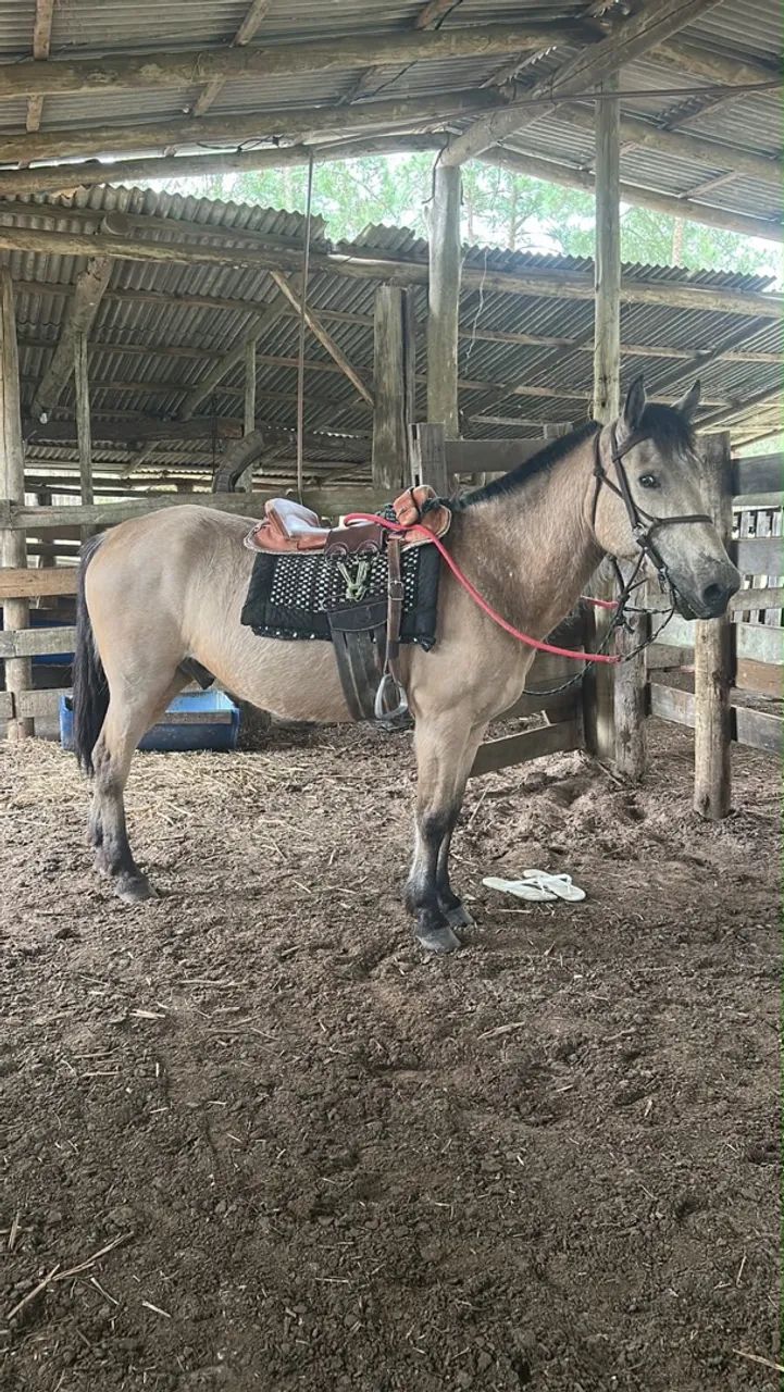 Cavalo baio 