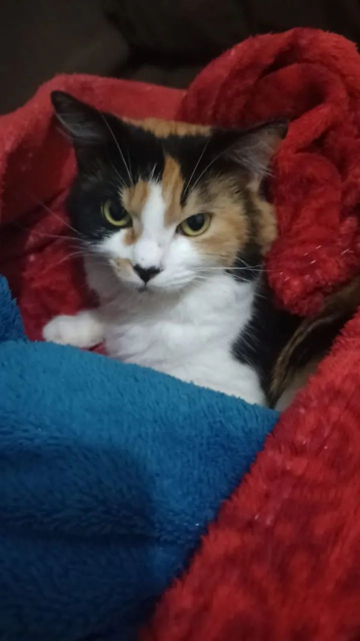 Adoção gata - Foto 3