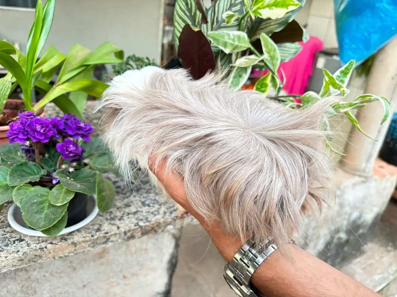 Porquinho da Índia peruanos peludos fêmea e macho  - Foto 4