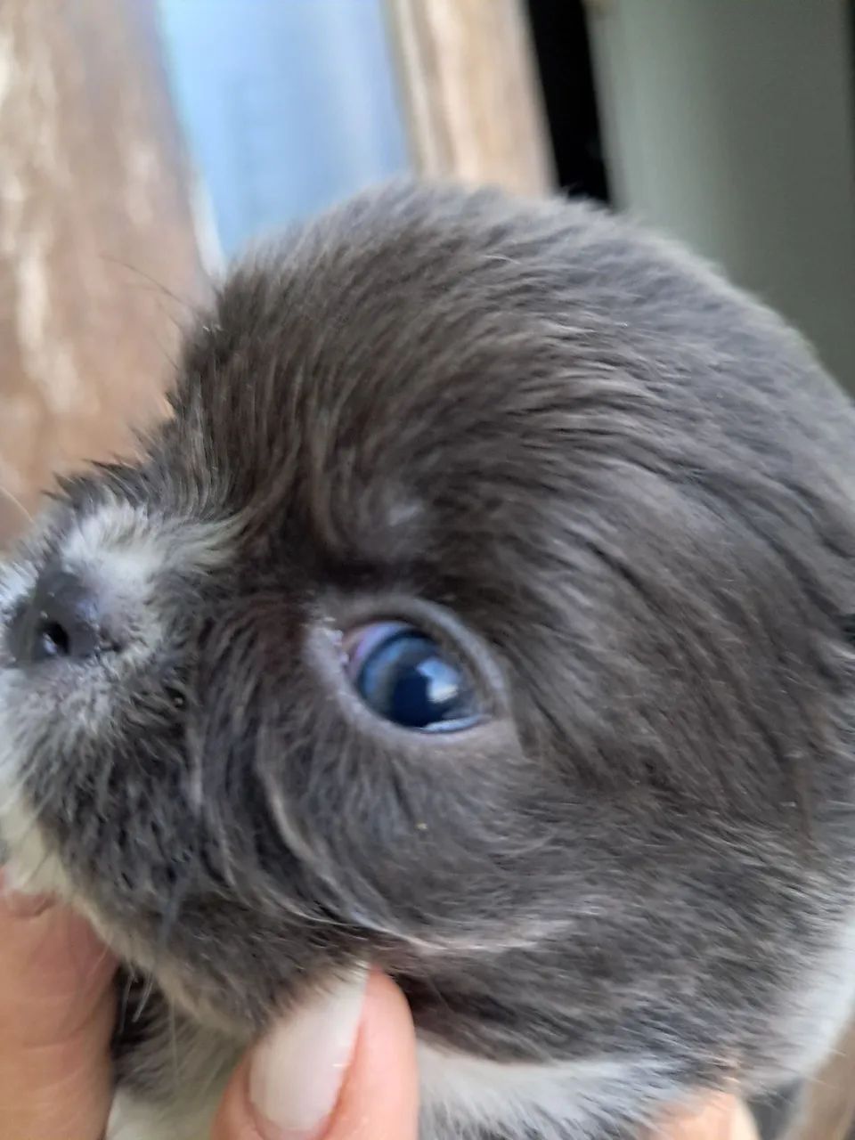 Chihuahua 