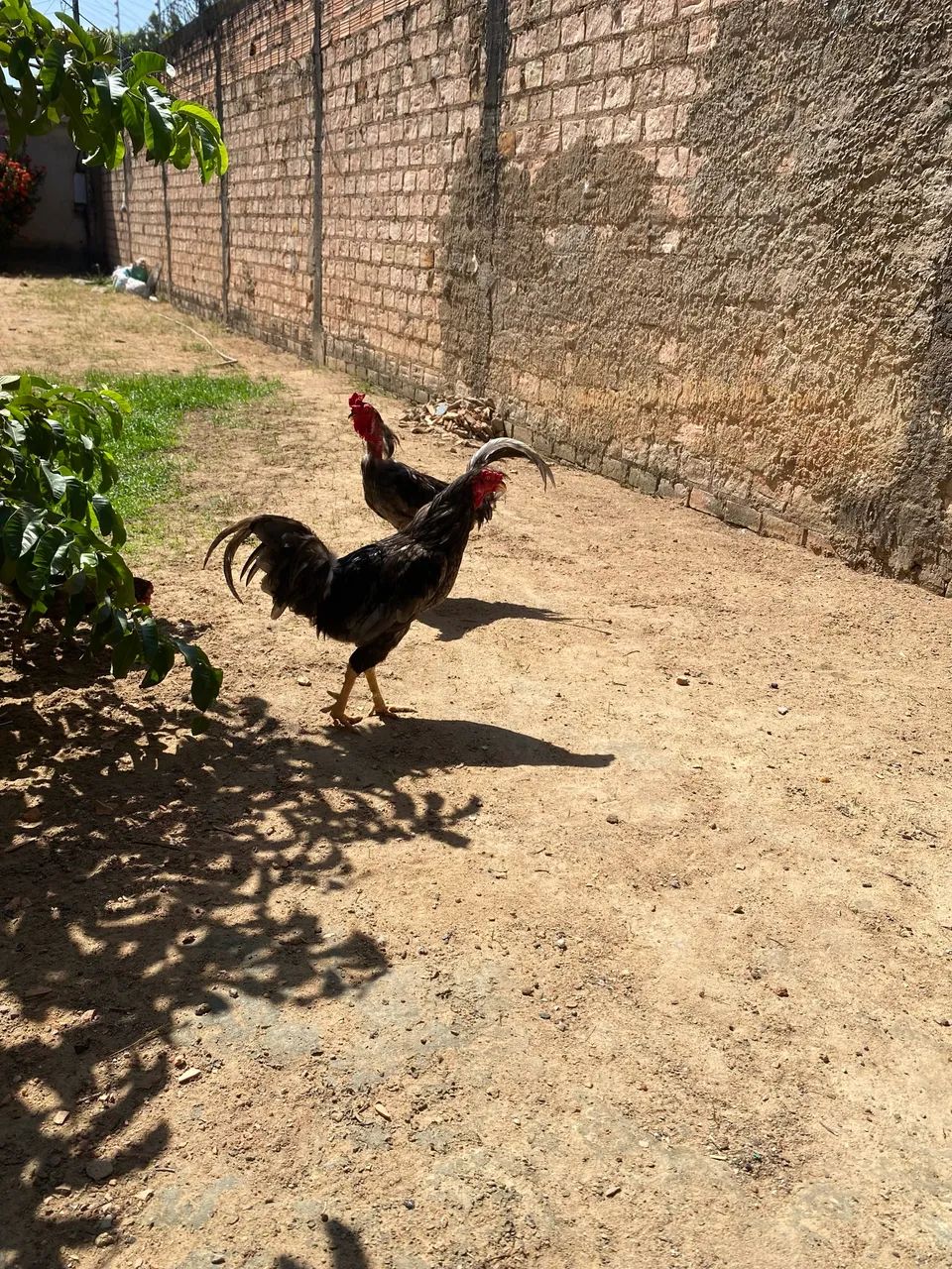 Vende-se galo caipira  - Foto 4