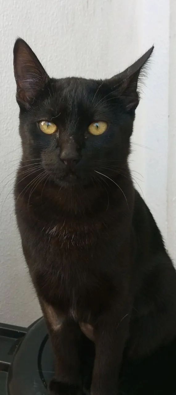 Doa -se Gatos 