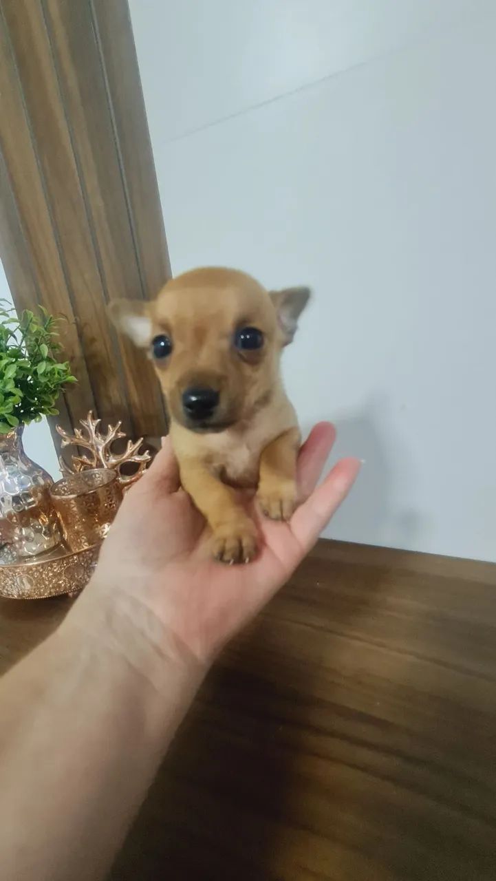 Pinscher macho 