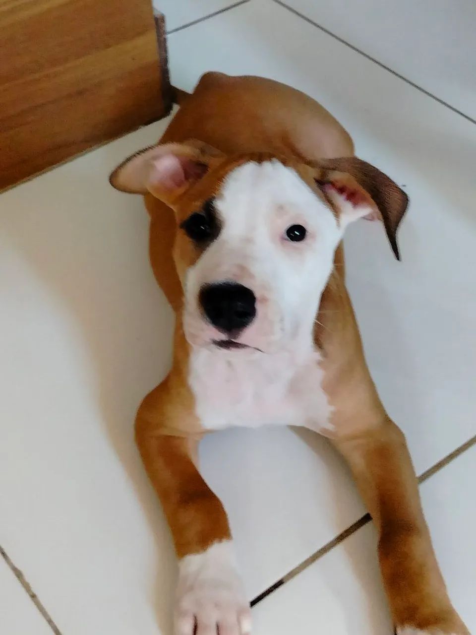 Pit Bull macho com 2 meses  - Foto 2