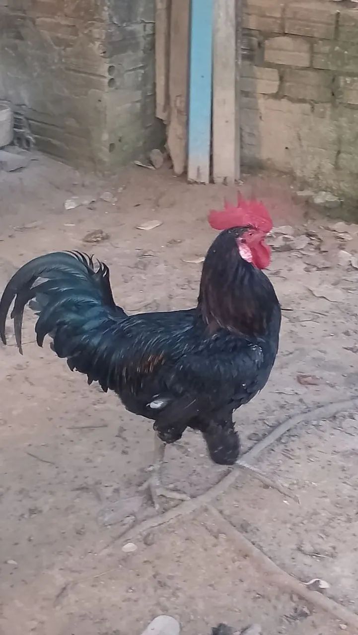 Galo Caipira