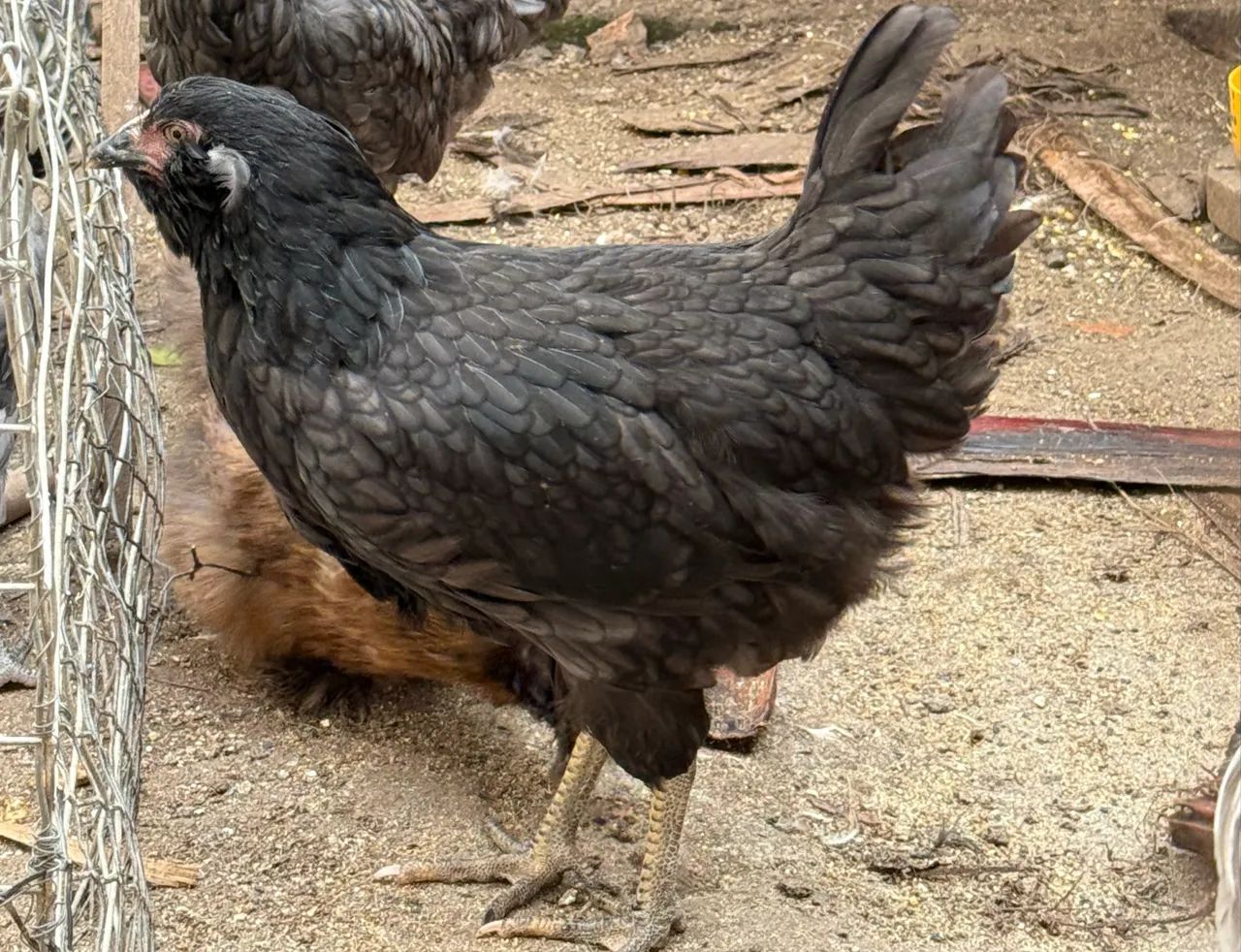 Casal de Galinha Araucana (Mapuche) - Foto 4