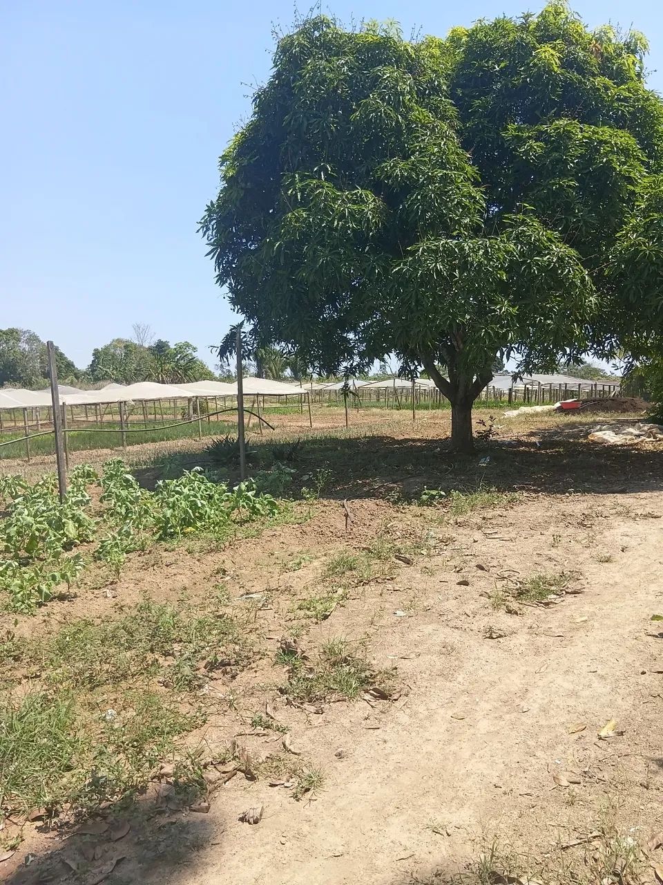 Vendo uma chácara com 6 e quitarem de terra  já formado - Foto 3