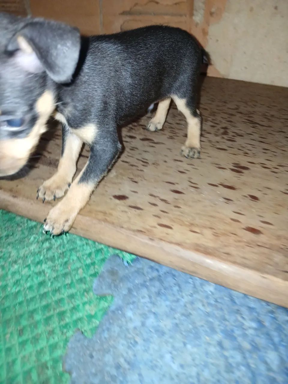 Pinsher macho filhote  - Foto 3
