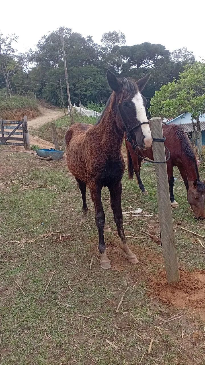 Potra  - Foto 2